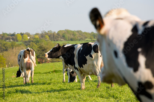 Troupeau de vache en campagne broutant de l herbe verte.