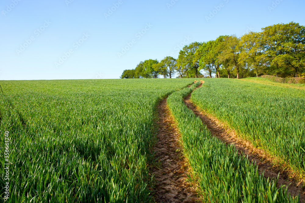 Chemin de campagne au milieu d'un champ de blé vert.