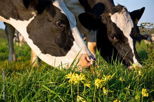 Fotografía Vache laitière qui broute dans l'herbe et les fleurs au soleil.