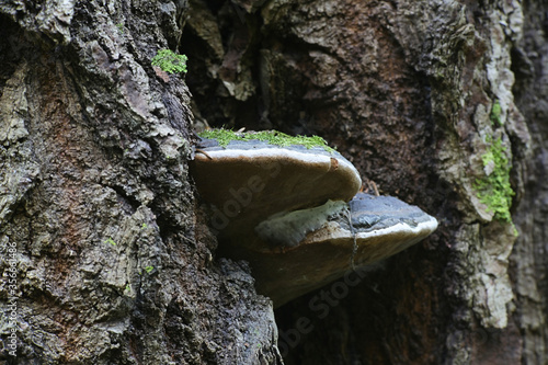 Phellinus populicola, a polypore living on aspen (Populus tremula), wild fungus from Finland