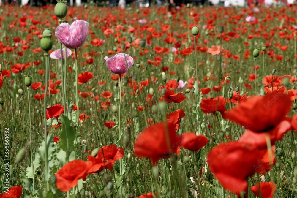 Obraz premium Mohnblumenfeld