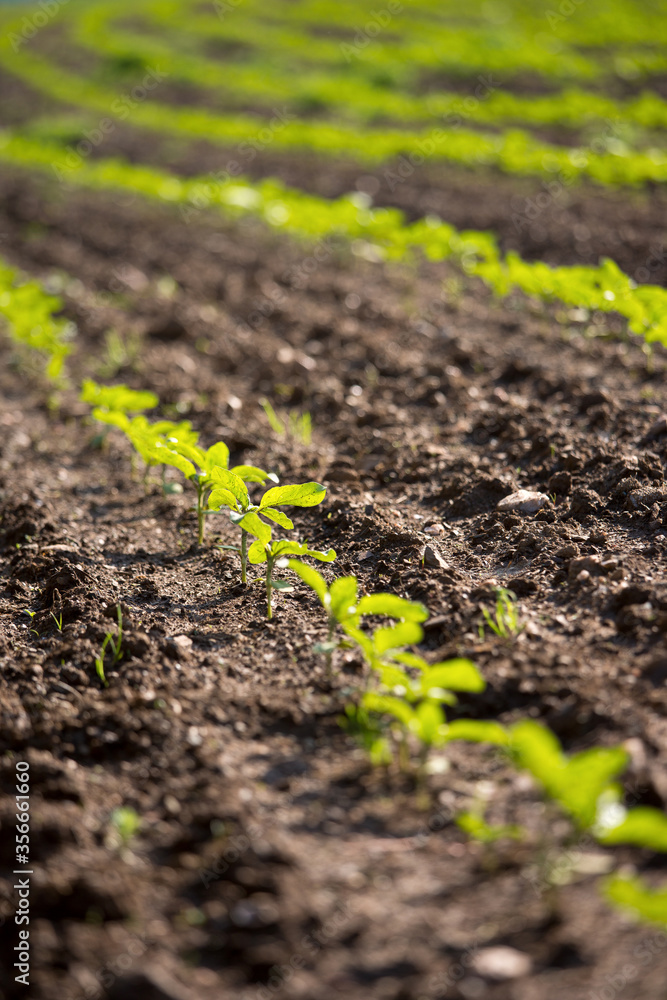 Plantation de jeunes pousses de maïs en terre agricole. Plantation de jeunes pousses de maïs en terre agricole.