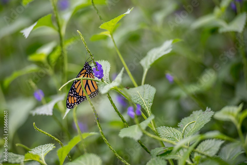 Schmetterling auf Nektarsuche photo