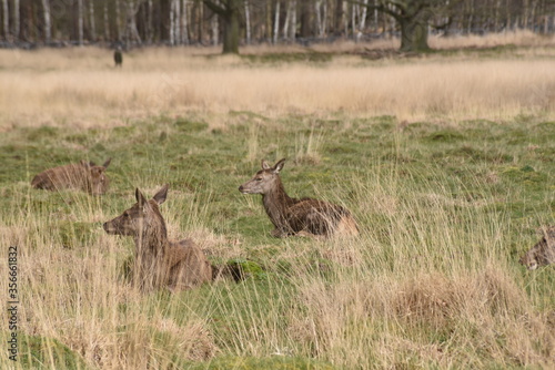 deer grazing in Richmond park London 