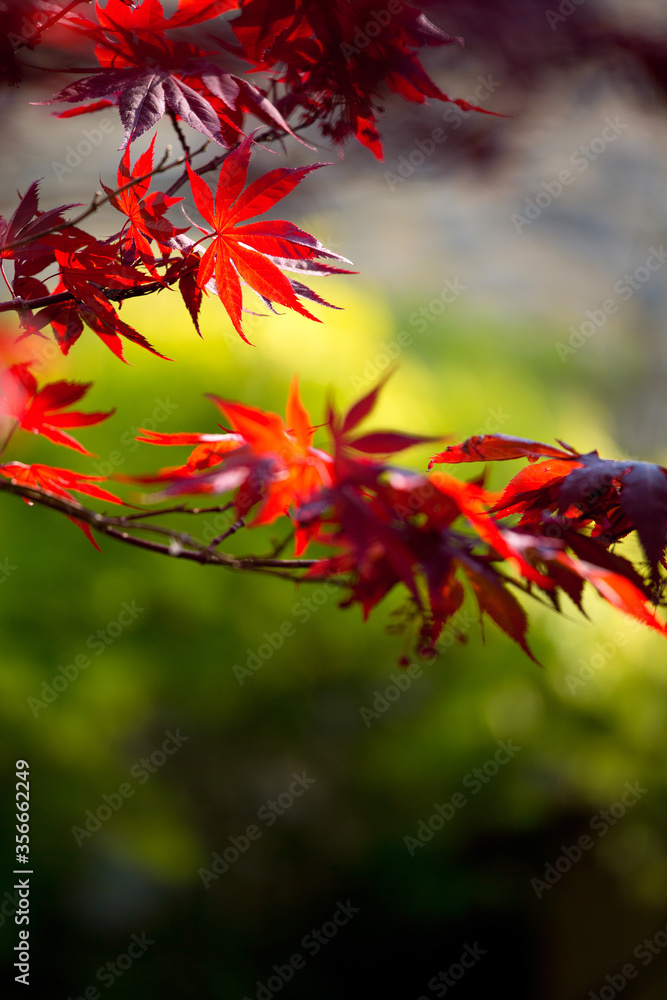 Feuilles d'érable rougies par l'automne dans un jardin Japonais. Feuilles d'érable rougies par l'automne dans un jardin Japonais.