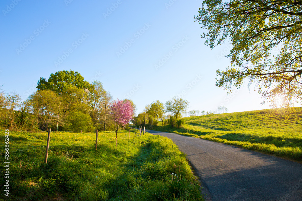 Route de campagne à travers les champs au printemps.