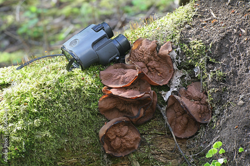 Discina perlata (syn. Gyromitra perlata), known as pig's ears, wild fungus from Finland photo