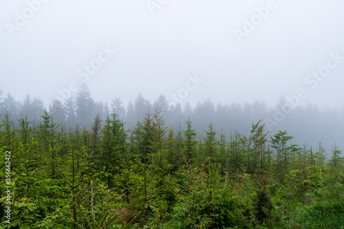 Wallpaper Mural the photo shows apath running through a fjrest in the montains Torontodigital.ca