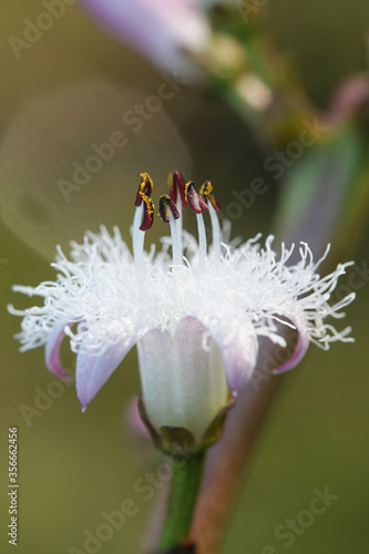 Menyanthes trifoliata, known as Buckbean, Bog Bean, Buck Bean or Marsh Trefoil photo