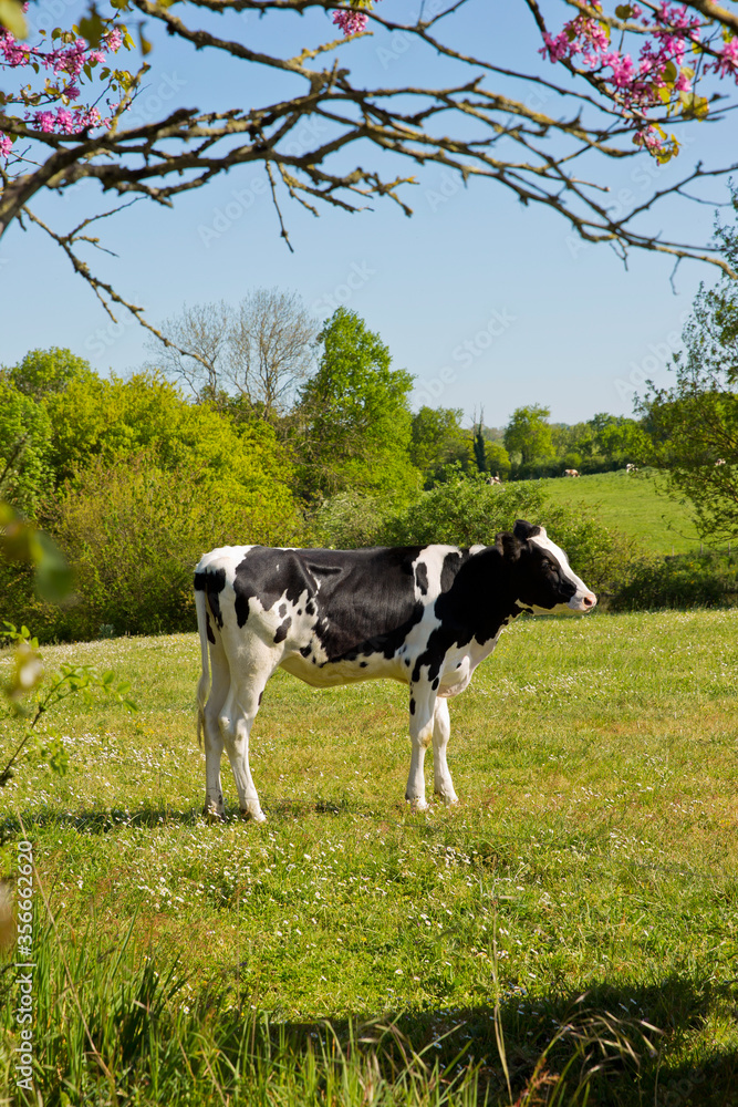 Veaux en campagne au printemps.