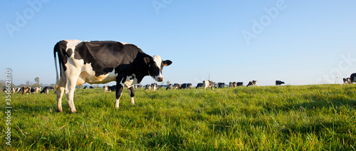 Vache laitière et son troupeau dans la campagne verte.