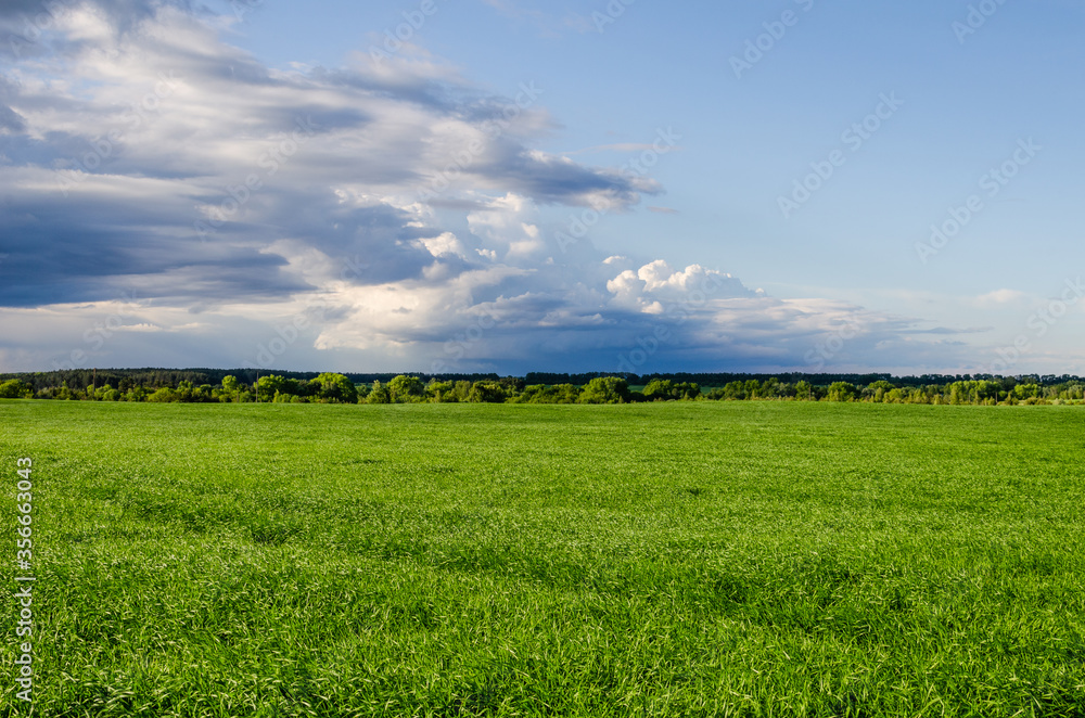 Fototapeta premium Green field and blue sky white cloud. Agricultural concept