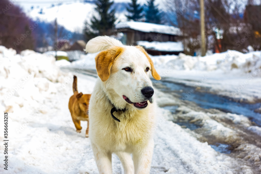 Two yard dogs run down the street in winter, rescuing animals frozen