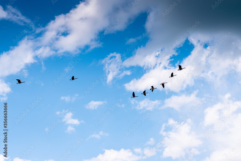 A Flock of Canadian Geese flying  with clouds above and blue sky