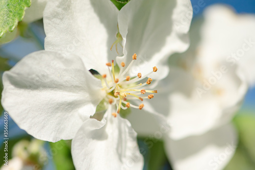 Blooms Apple blossom in early spring, close-up, snow-white, delicate petals. Spring is the time when the Apple tree blooms unusually beautifully, nature wakes up and is beautiful and virgin.