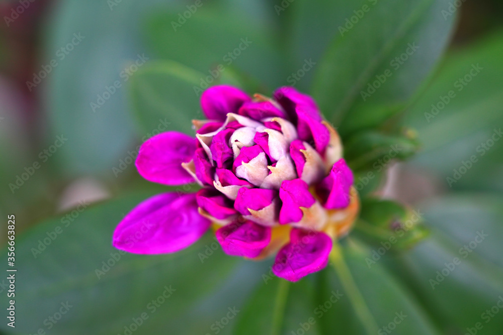 Pink rhododendron flowers growing on a shrub in the spring Pink rhododendron flowers growing on a shrub in the spring