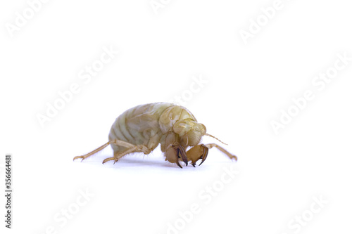 Close up of young cicada larva isolated on white background. Macro insects. Entomology species. photo