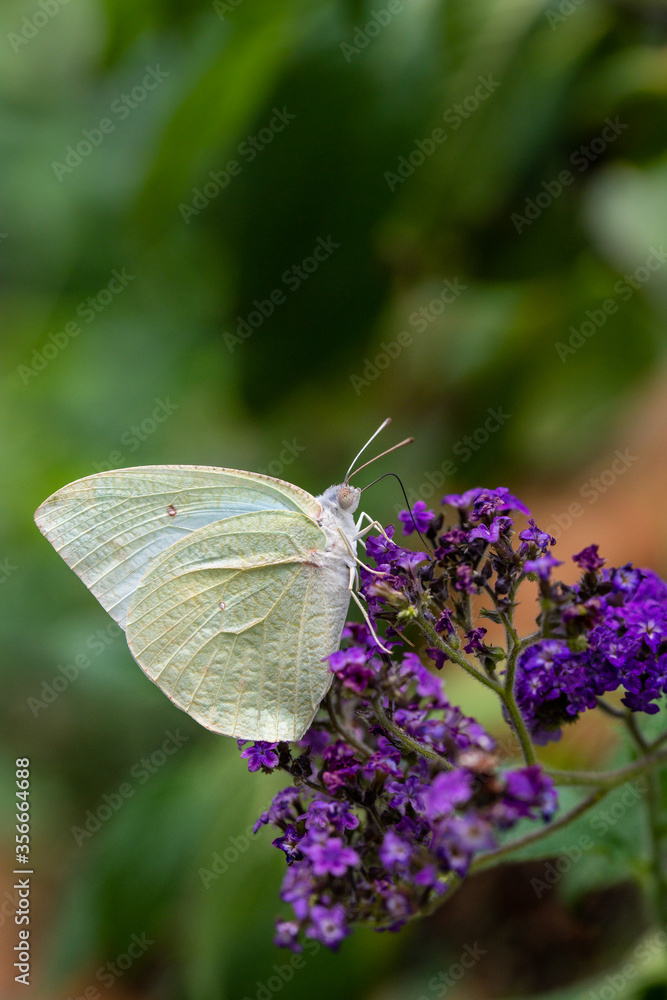 Naklejka premium butterfly on flower