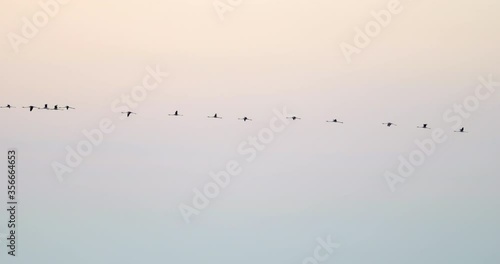 Lockdown shot of silhouette birds flying against clear sky at sunset - Camargue, France photo