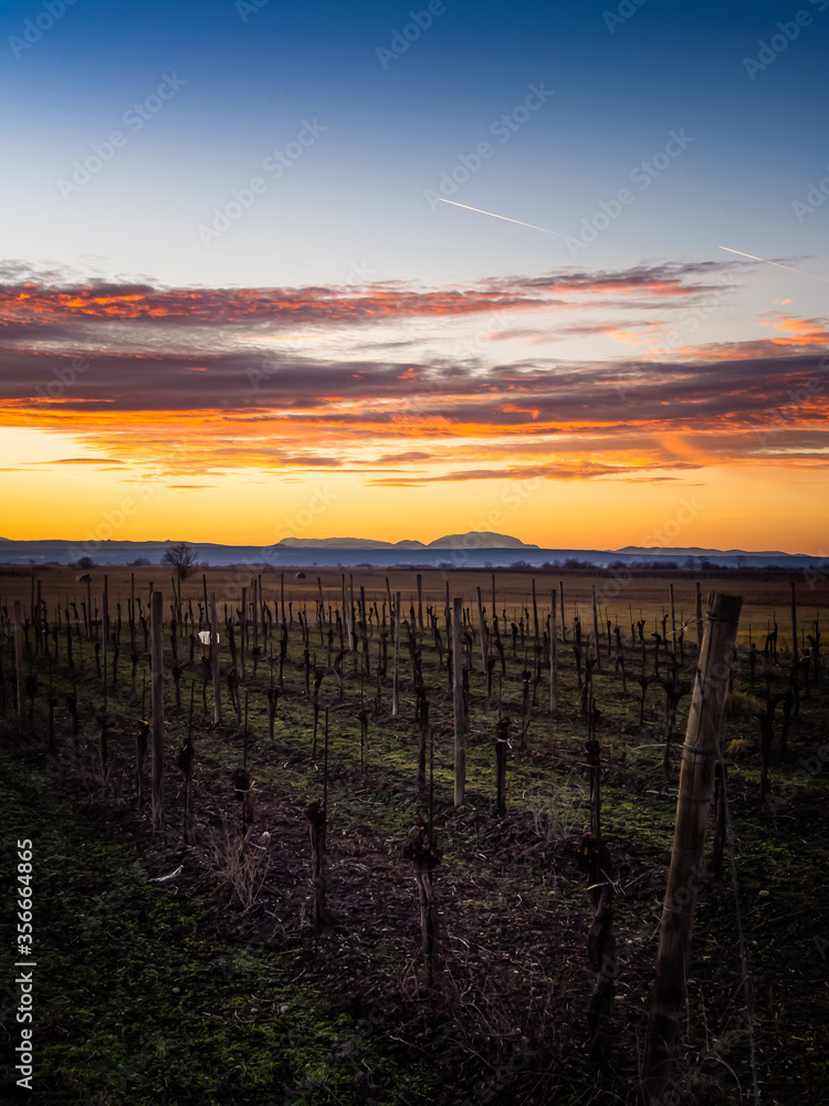 Dramatic Sunset At A Vineyard In Austria