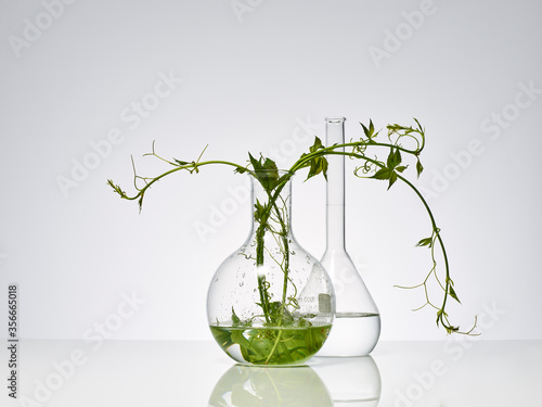 plantes et feuilles naturelles dans de la verrerie de laboratoire pour la recherche scientifique, ballon, bécher, éprouvette photo