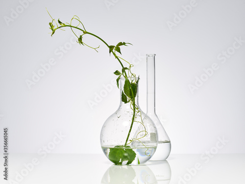 plantes et feuilles naturelles dans de la verrerie de laboratoire pour la recherche scientifique, ballon, bécher, éprouvette
