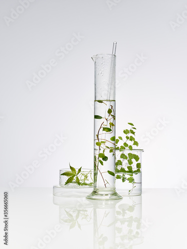 plantes et feuilles naturelles dans de la verrerie de laboratoire pour la recherche scientifique, ballon, bécher, éprouvette photo