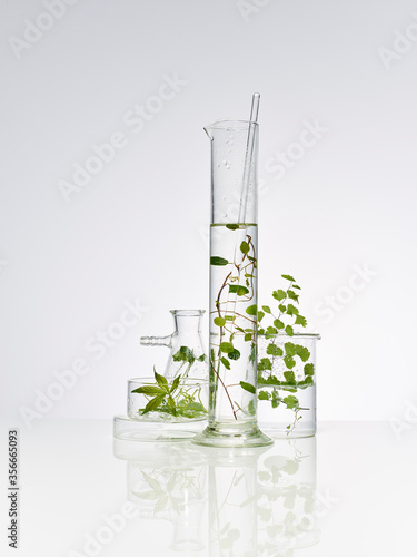 Plants and leaves in laboratory equipment
