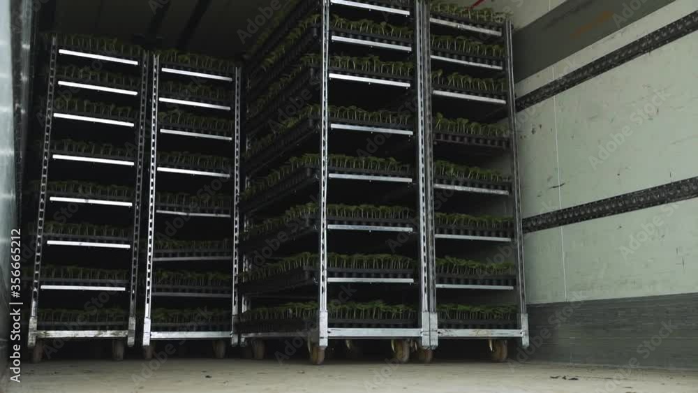 Shelves in warehouse with boxes with cucumbers seedling Shelves in warehouse with boxes with cucumbers seedling