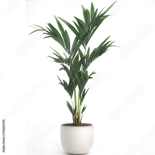  palm tree in a white pot isolated on white background