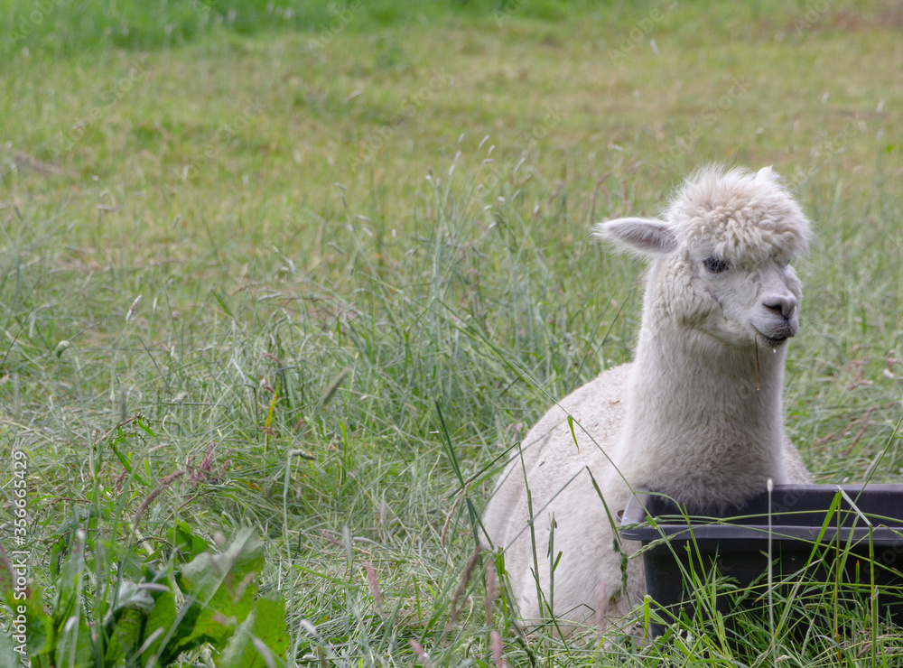 Fototapeta premium K auendes Alpaka auf der Wiese
