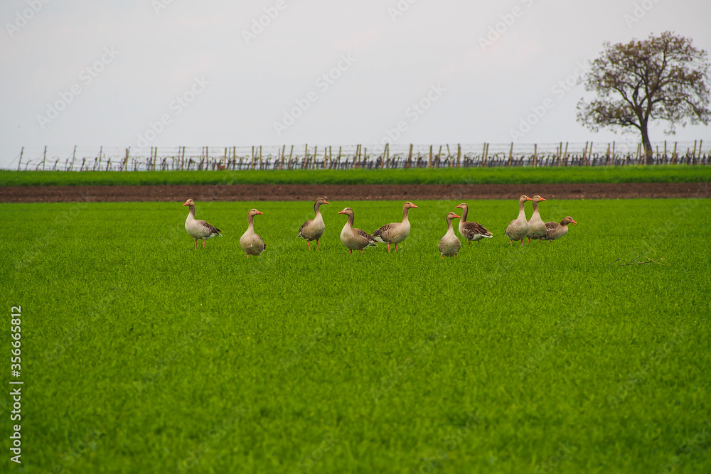 Small group of gray geese sitting in the grass, Illmitz, Austria Small group of gray geese sitting in the grass, Illmitz, Austria