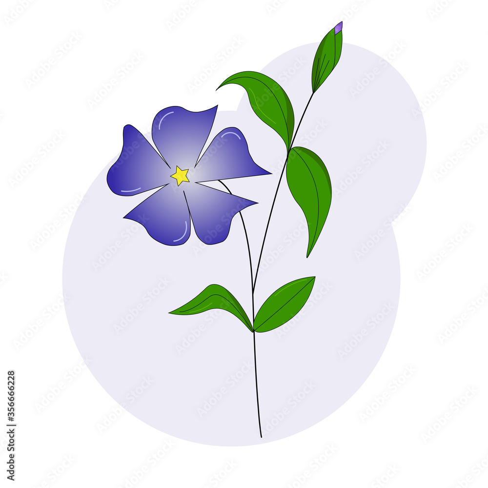 Beautiful purple periwinkle flower Beautiful purple periwinkle flower