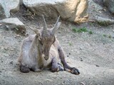 Female alpine ibex sitting on the sand. Capra ibex ibex. Steinbock or wild goat lives in the European Alps.