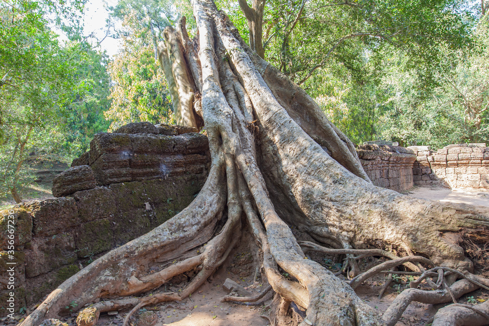 Ruins Ta Prohm temple and Banyan Tree Roots, Angkor Wat complex, Siem Reap, Cambodia. Ruins Ta Prohm temple and Banyan Tree Roots, Angkor Wat complex, Siem Reap, Cambodia.