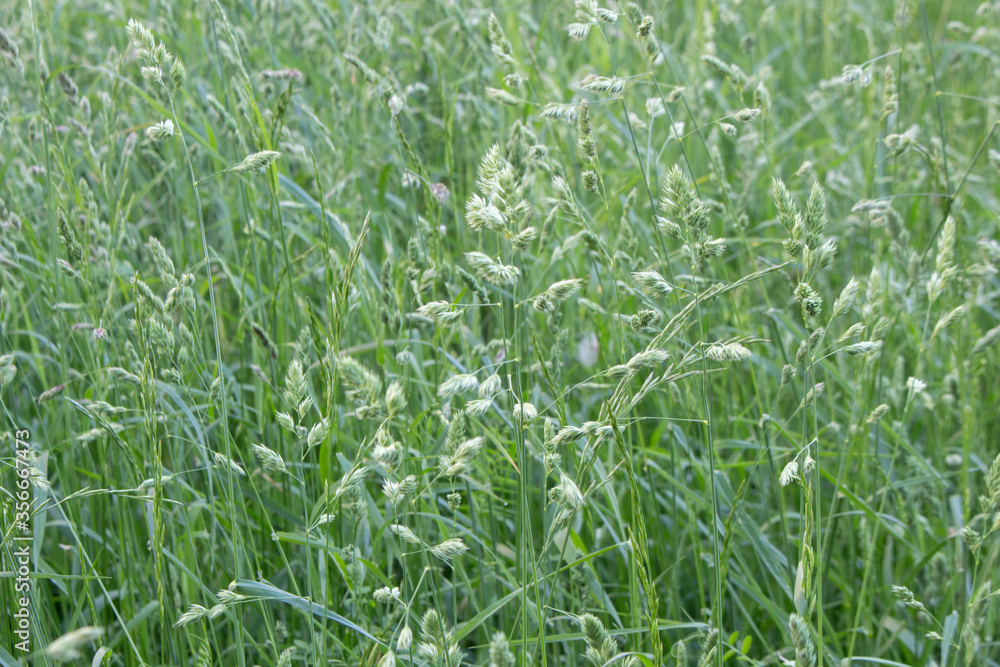 Obraz premium Green grass background. Lush juicy strong green cereals. Feed base for animals. Allergen.