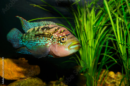 The Jack Dempsey (Rocio octofasciata) is a species of cichlid that is widely distributed across North and Central America (from Mexico south to Honduras)