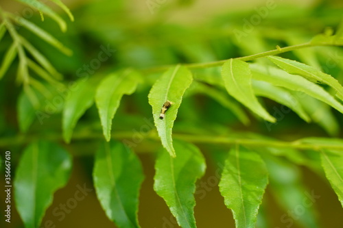 close up of a green leaf and a small caterpillar