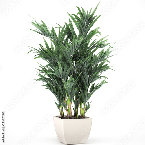  palm tree in a white pot isolated on white background