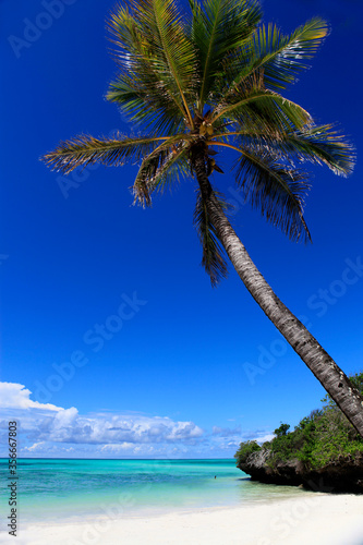 Palm tree standing out at the beach