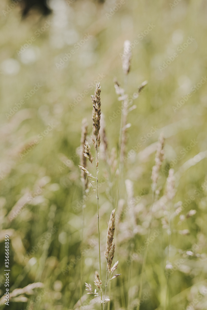 Detailaufnahme eines Feldes