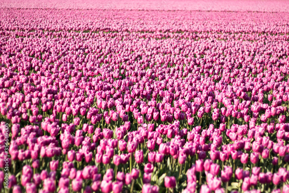 Field of purple tulips in the Netherlands 