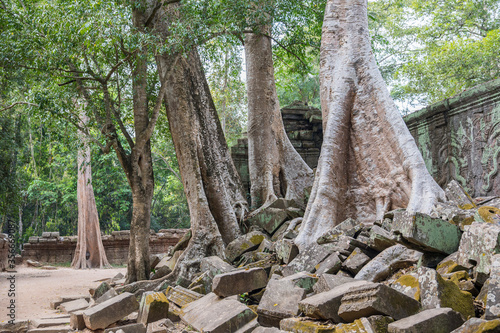 Ruins Ta Prohm temple and Banyan Tree Roots, Angkor Wat complex, Siem Reap, Cambodia.