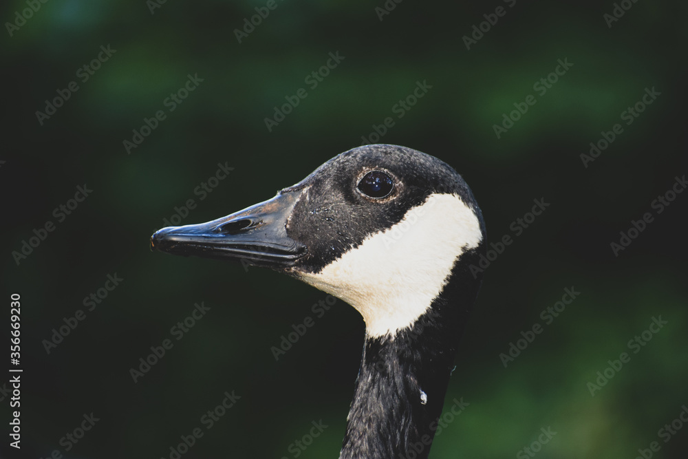 Goose head shot Goose head shot