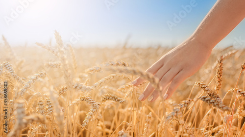 Fényképezés Harvest concept, close up of female hand in the wheat field with copy space