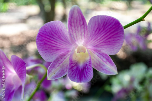 purple orchids or violet orchids isolated on blurred background
