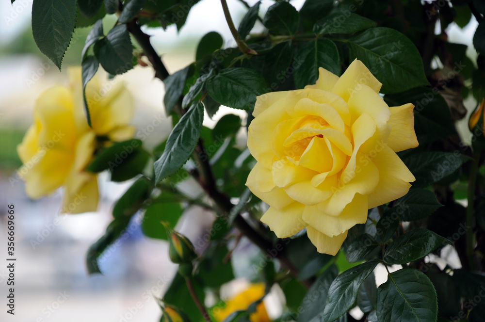decorative yellow rose on the flowerbed on the background of green leaves decorative yellow rose on the flowerbed on the background of green leaves
