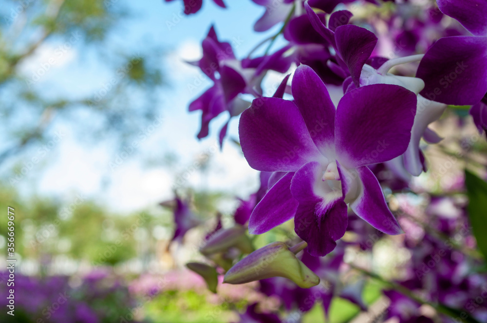 Obraz premium purple orchids or violet orchids isolated on blurred background