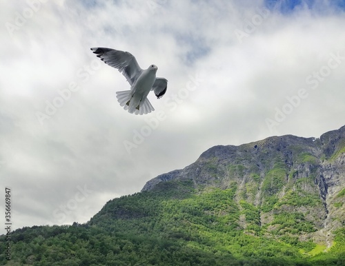 Photography Seagull