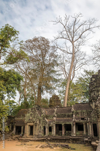 Ruins Ta Prohm temple and Banyan Tree Roots, Angkor Wat complex, Siem Reap, Cambodia.